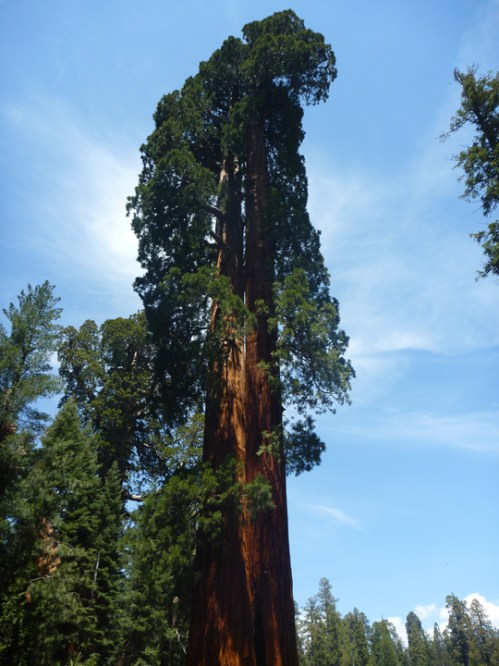 SequoiaNP0355