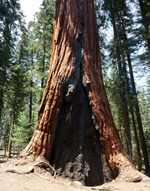 SequoiaNP0363