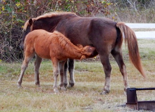 assateagueisland0572